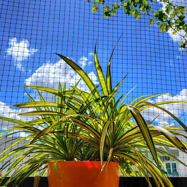 Spyder with blue sky