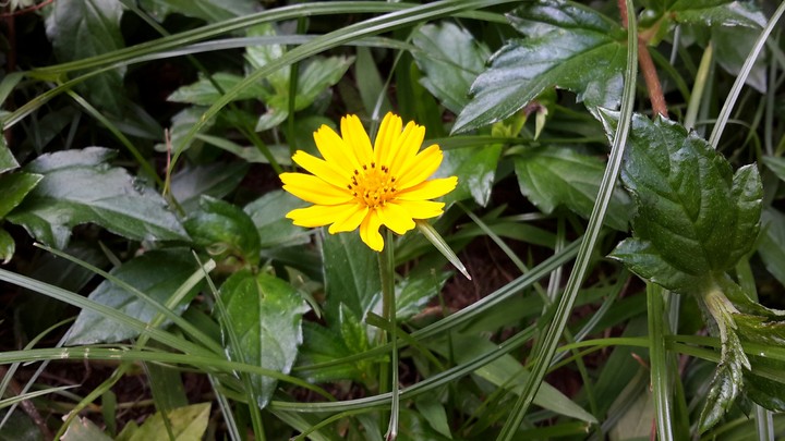 daisy