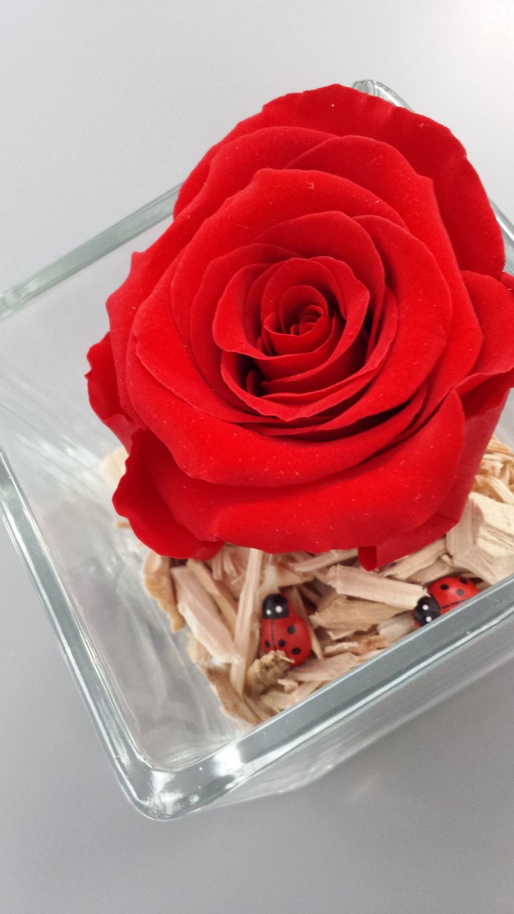 red rose