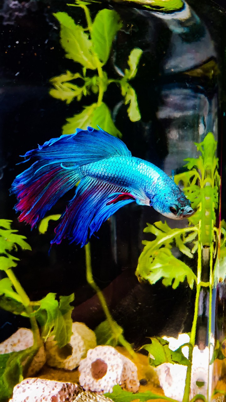 betta