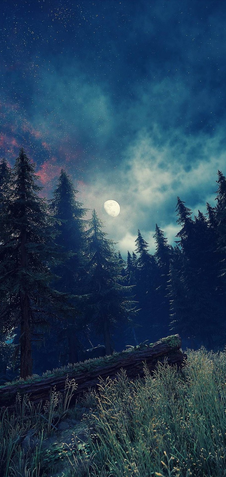 forest night