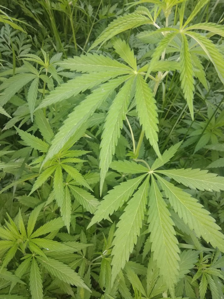 Marijuana