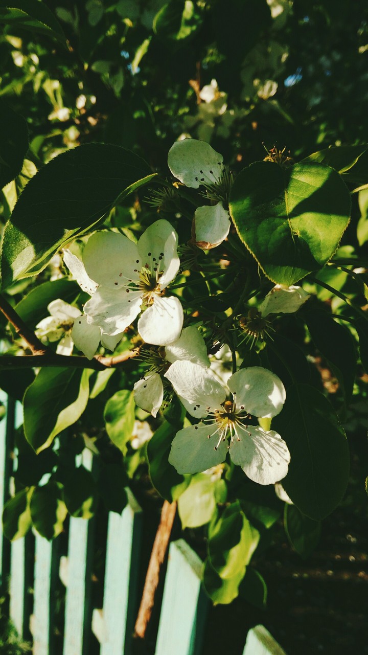 flowers