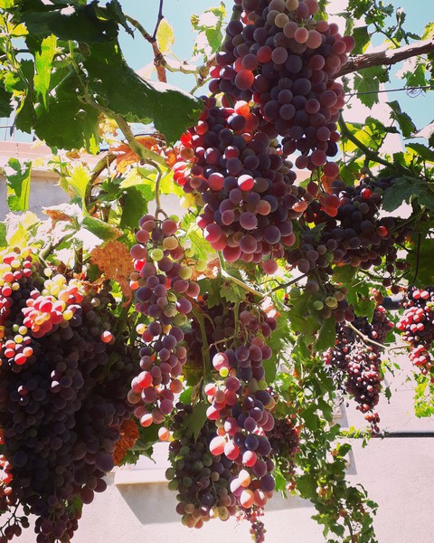 grapes