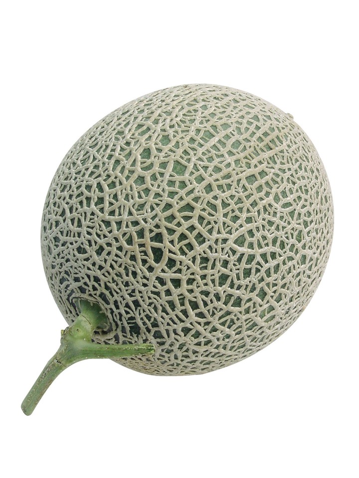 음식이미지