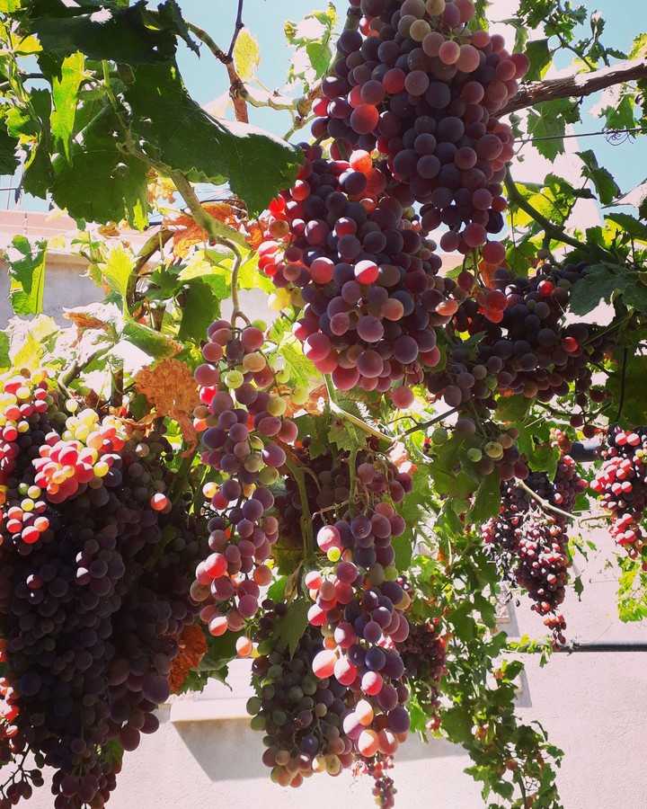 grapes