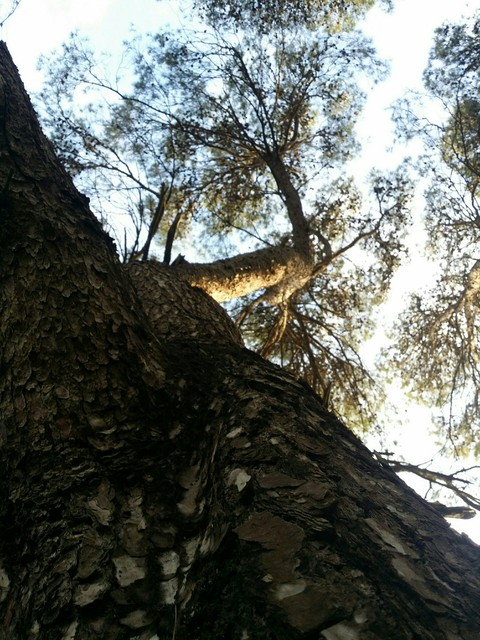 Looking up in the woods