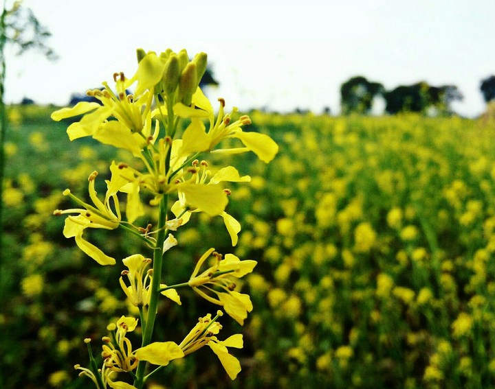 flowers