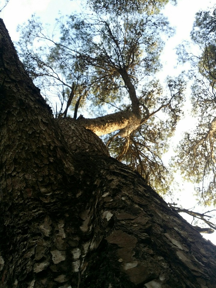 Looking up in the woods