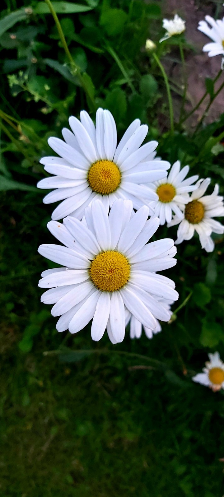 °♡°