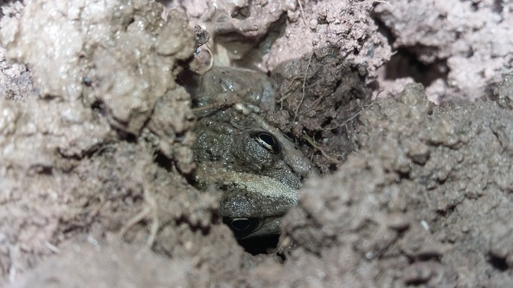 frog