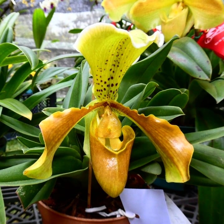 Orquídea.