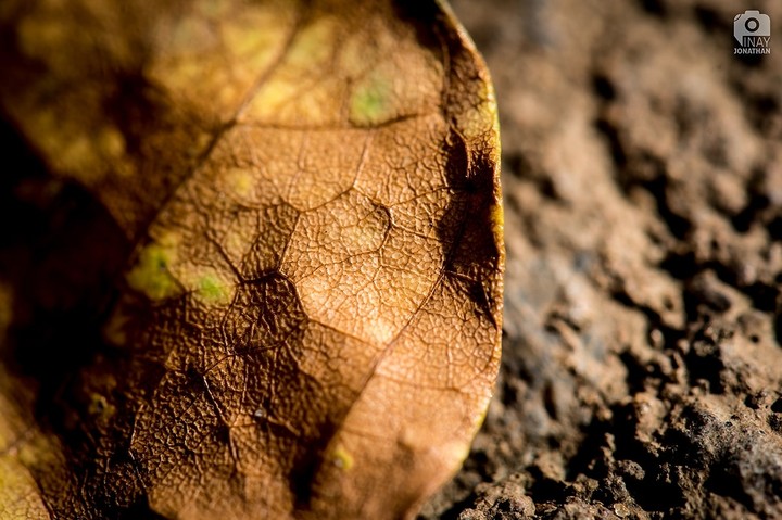 Nature Patterns