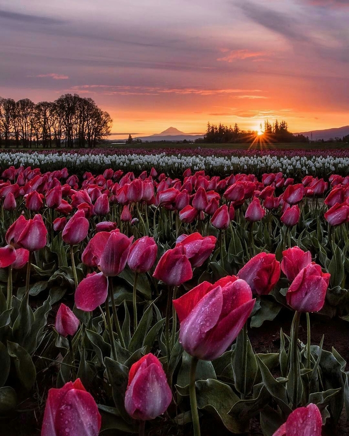 Sunset with tulips