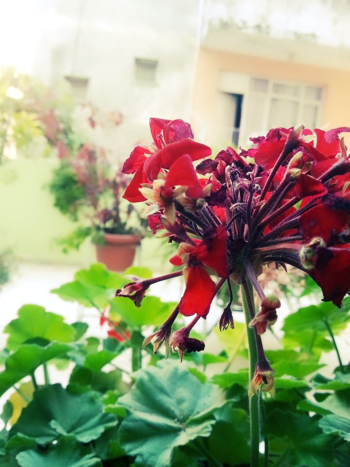 Flower from war 2