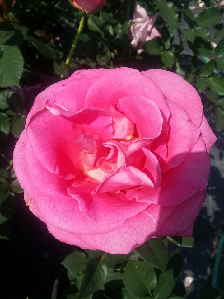 Pink Rose