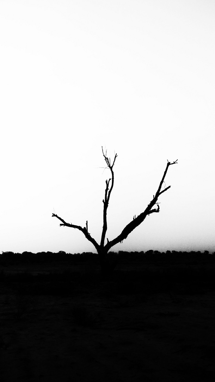 B&W Tree