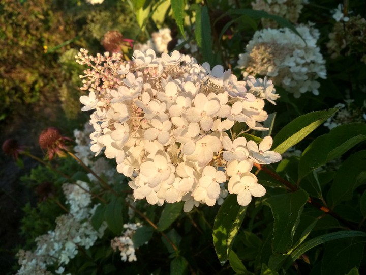petals