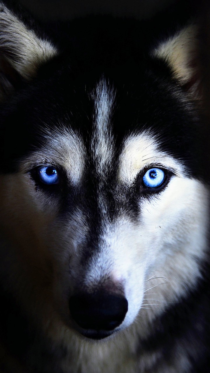 Hasky