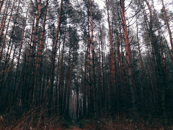 Foggy forest