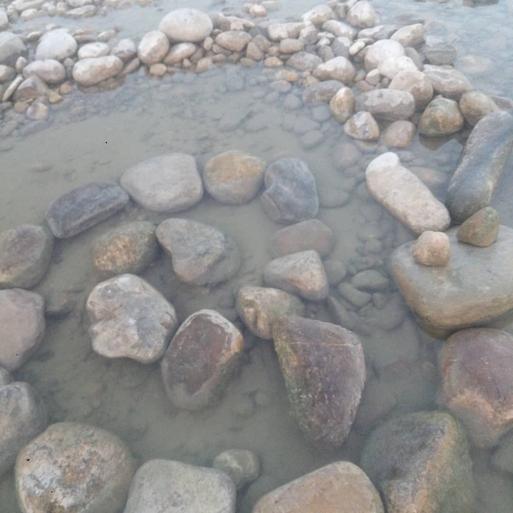 sea snail