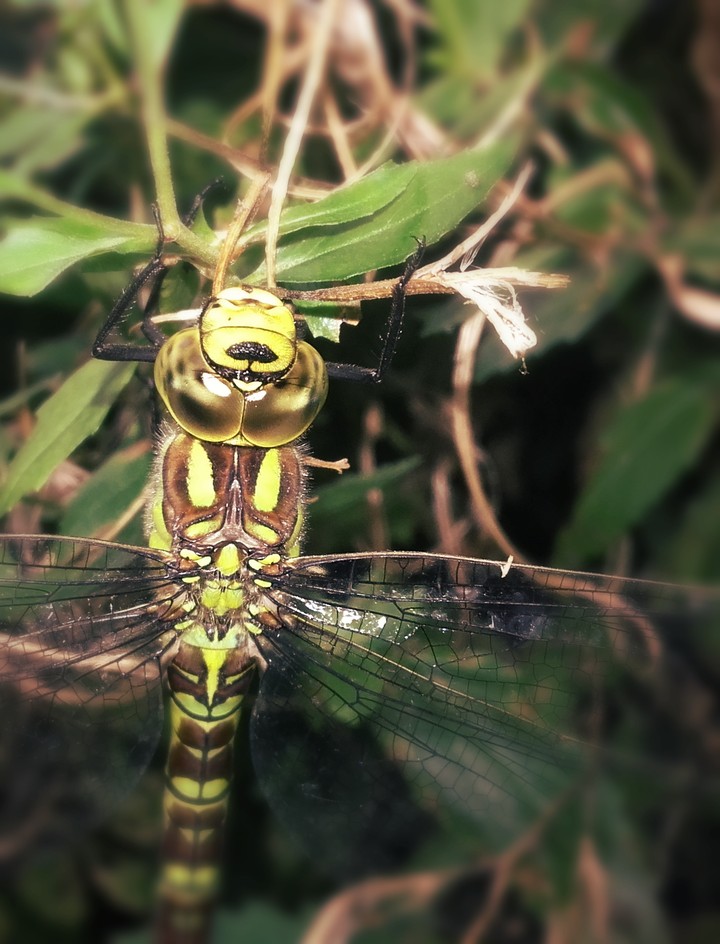 Dragonfly