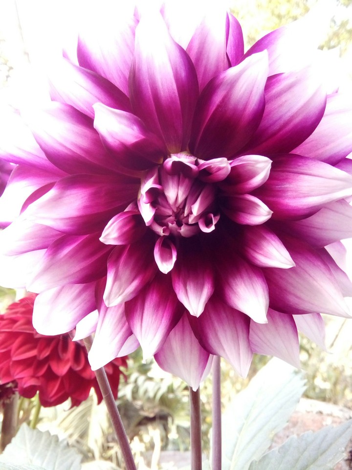 flower