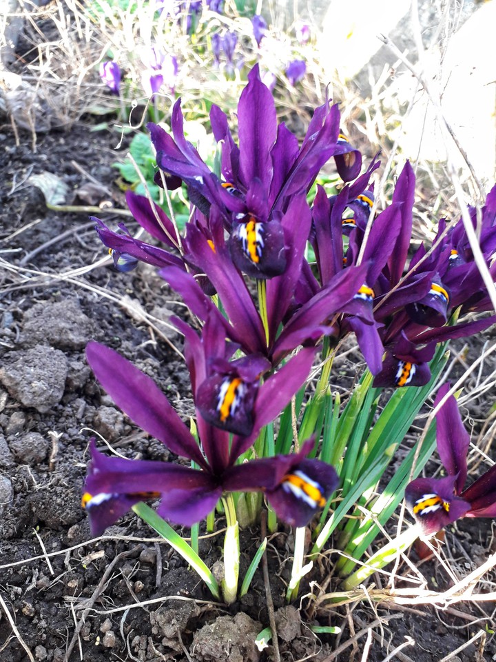 spring flower