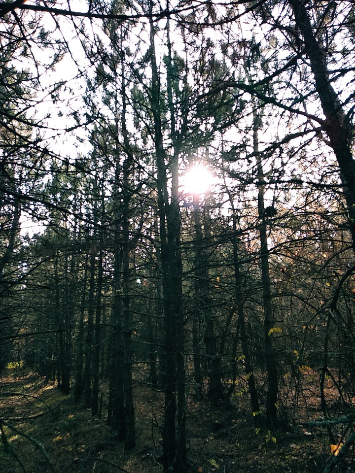 forest