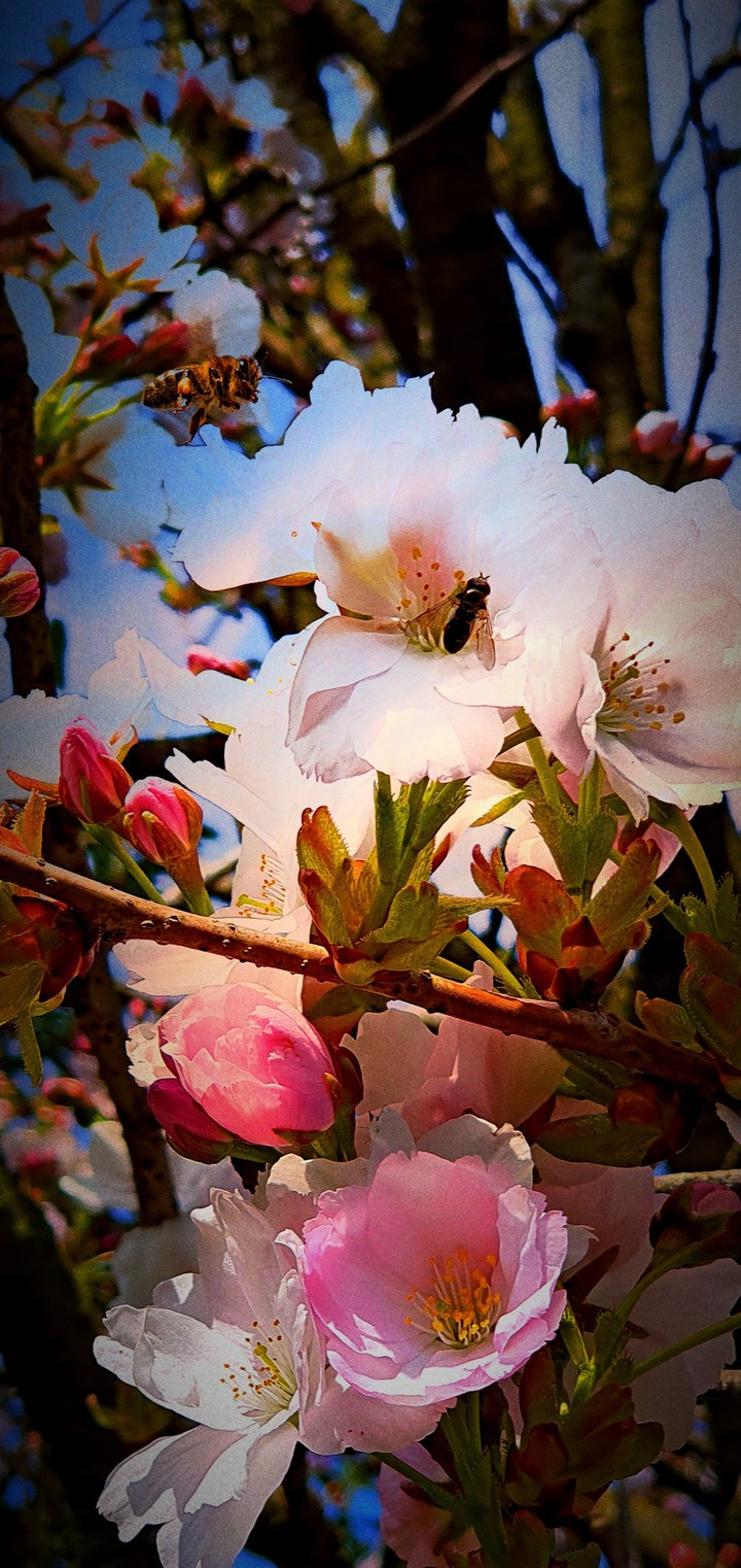 cherryblossom
