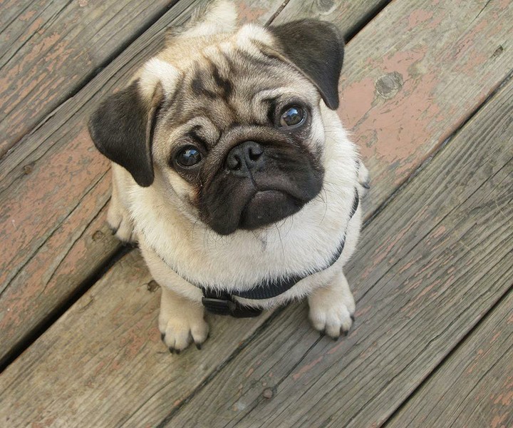 Cute pug