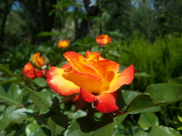 Flowers 
