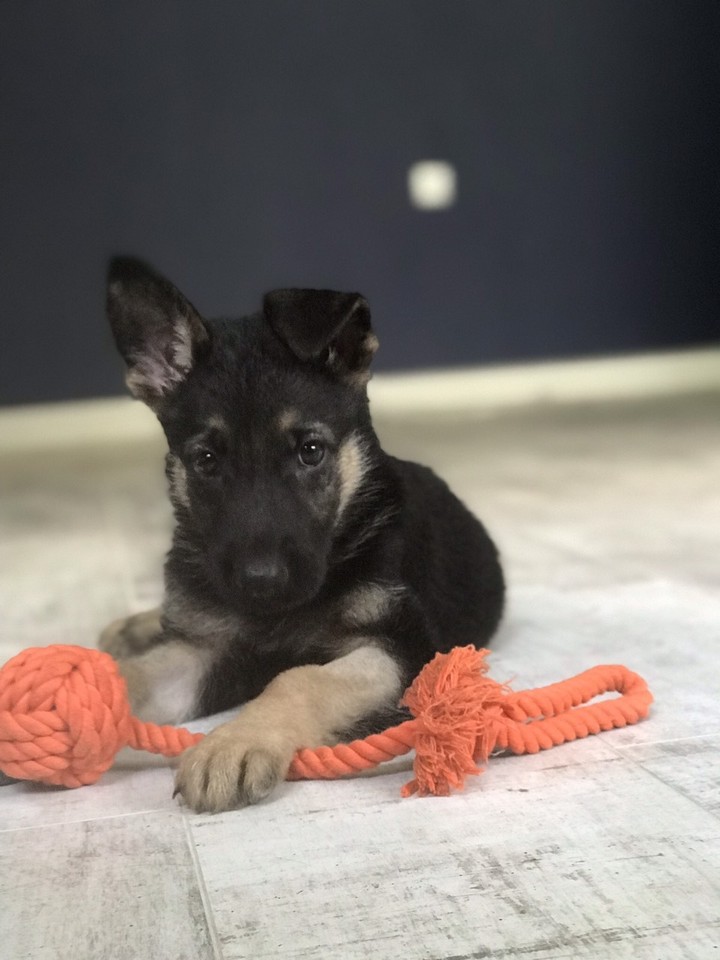 my dog