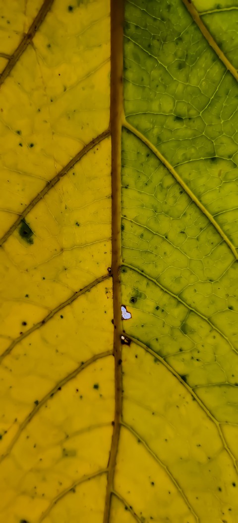 Leaf
