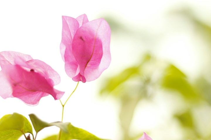 Bougainvillea