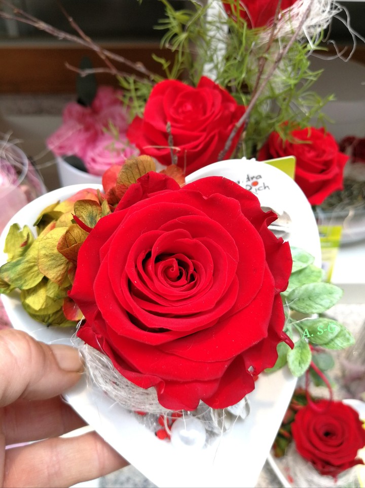 beautiful rose