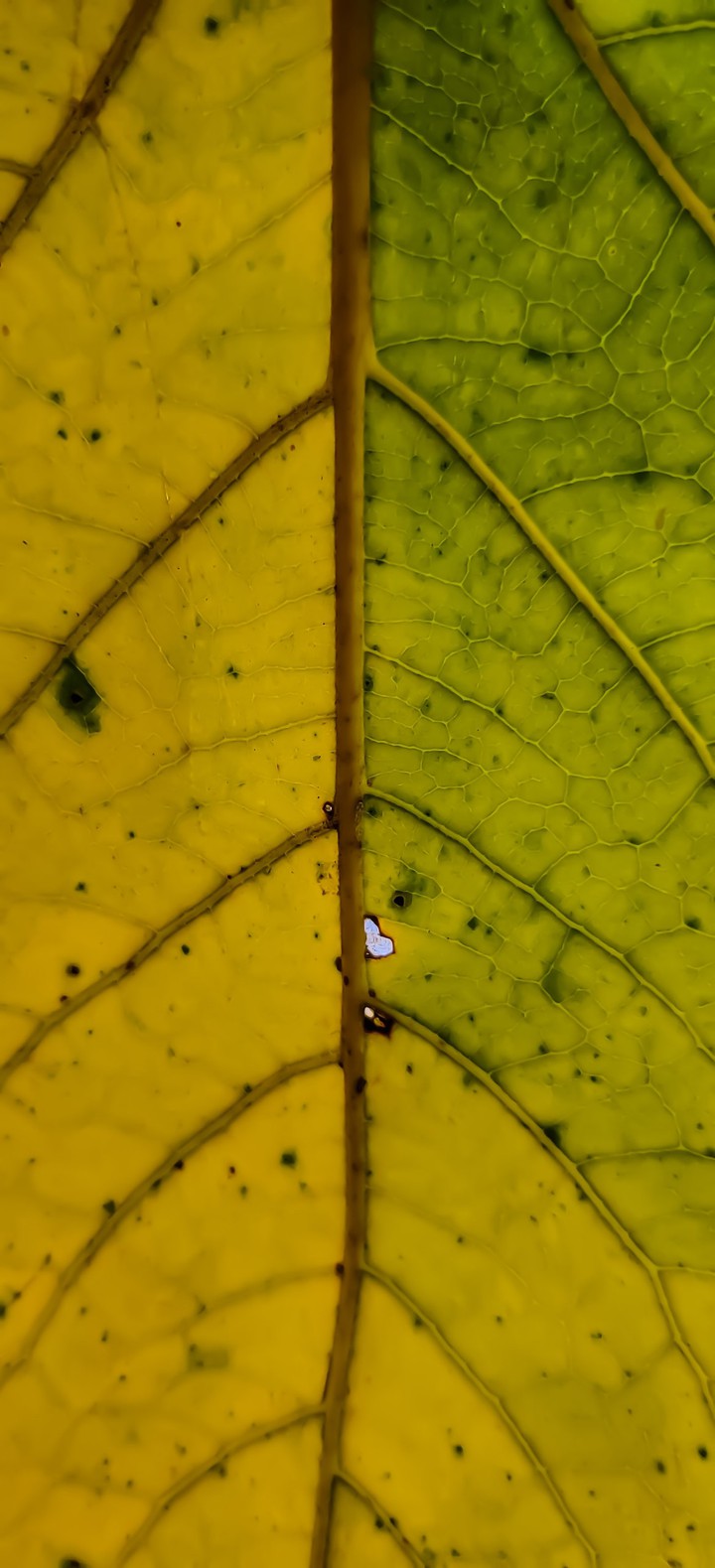 Leaf