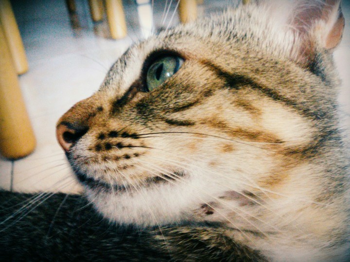 Cat attack