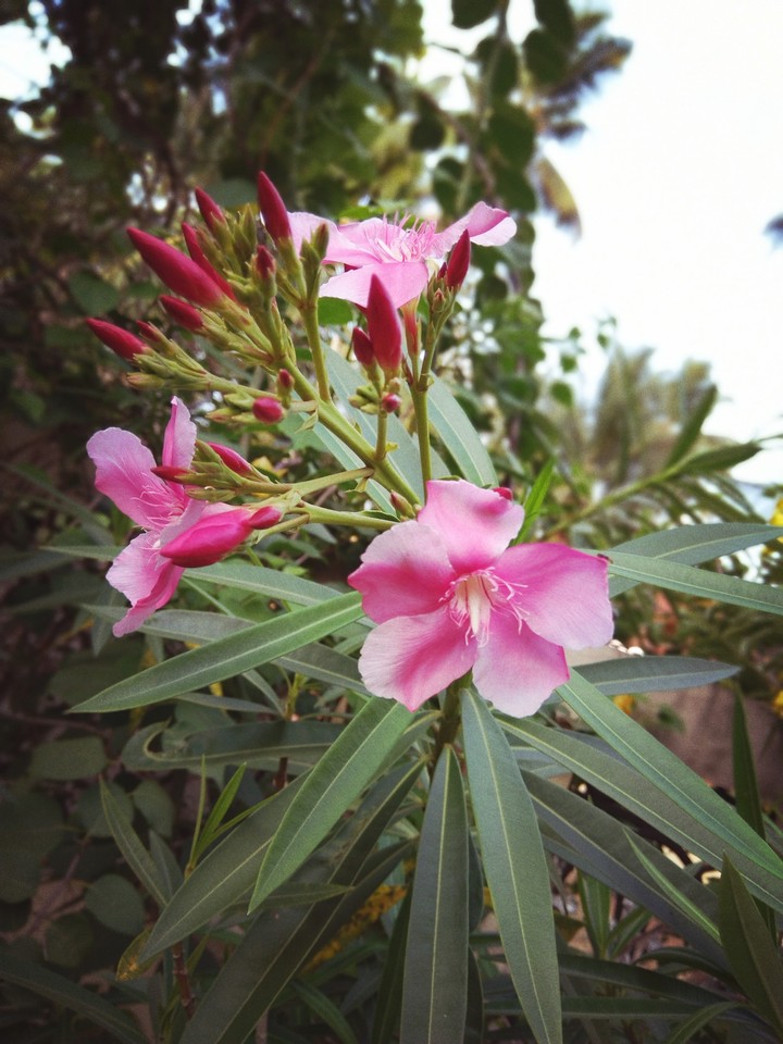 pink flowers