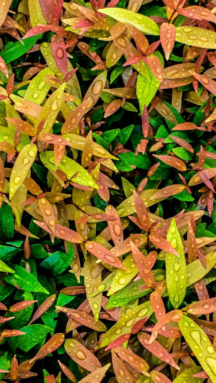 water drops