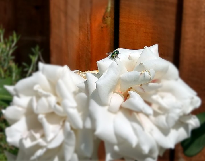 A Fly on a White Flower