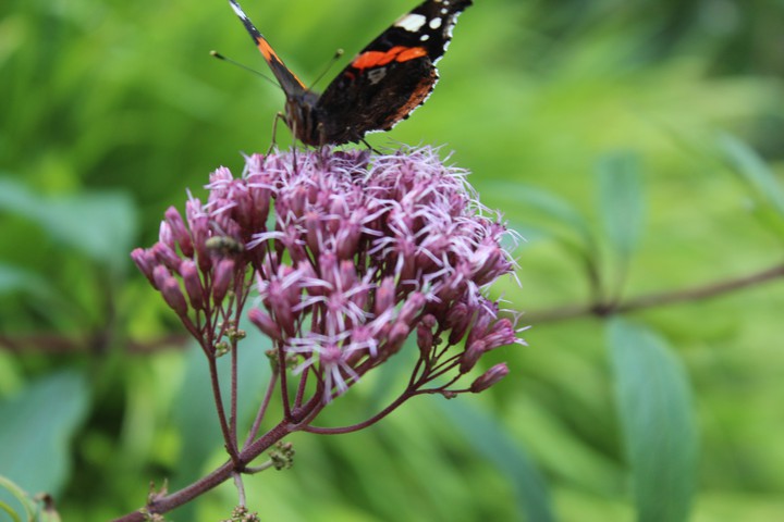 butterfly dont fly off!!