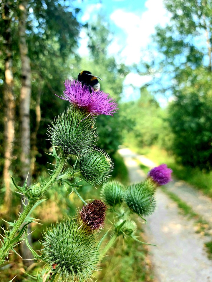nature