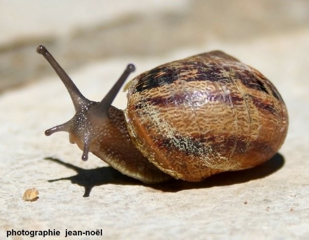 Escargot