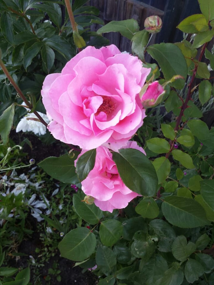 Roses