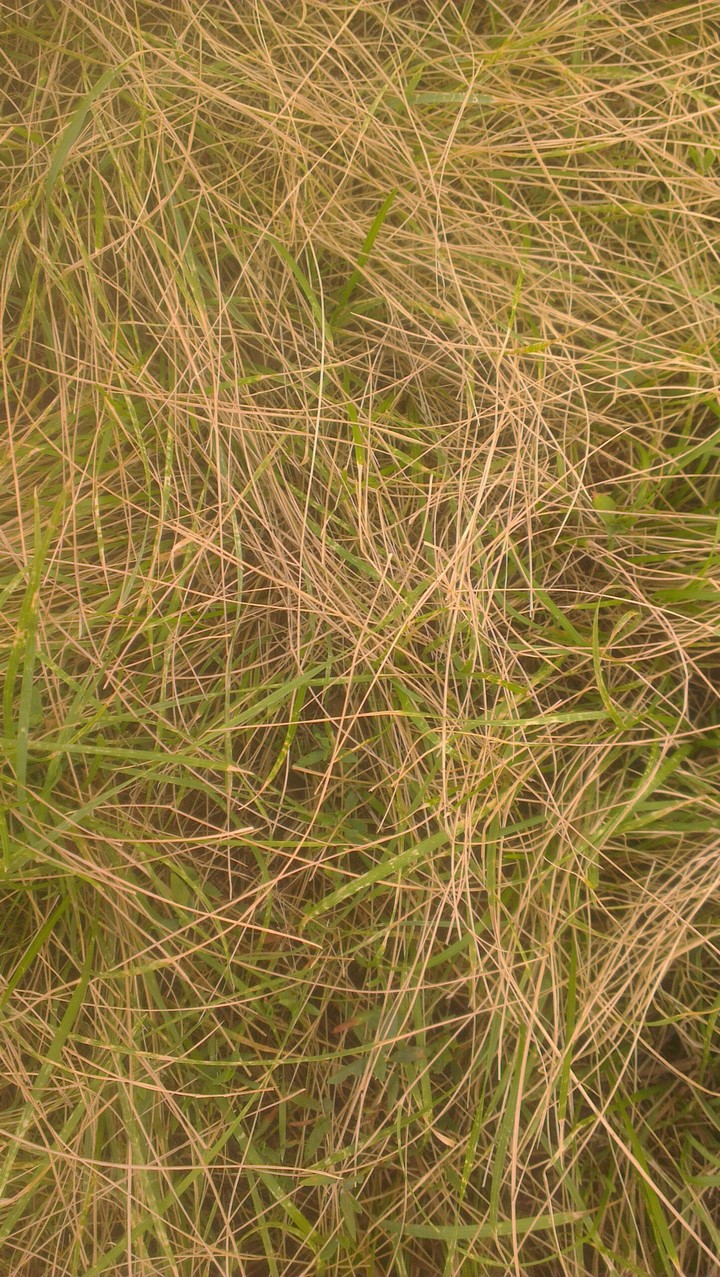 grass