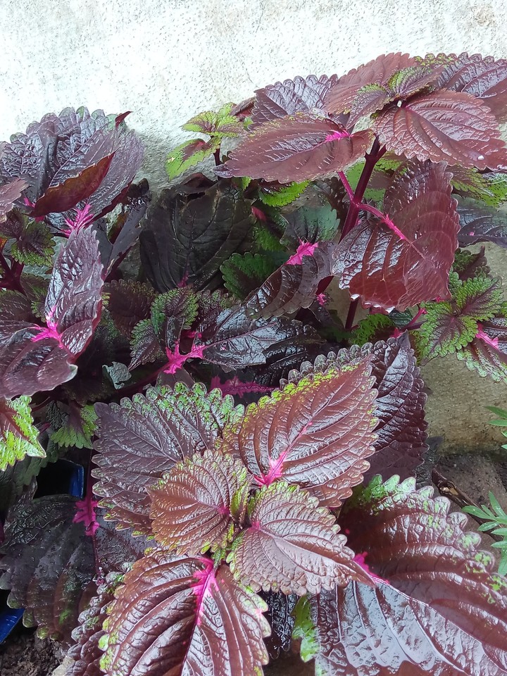 Garden plant ..