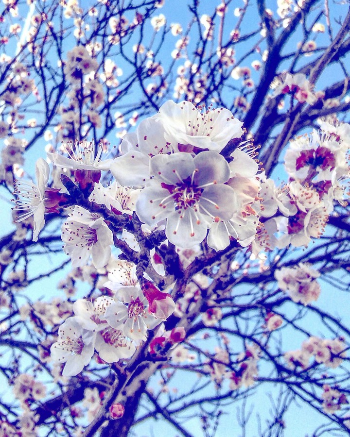 flower~