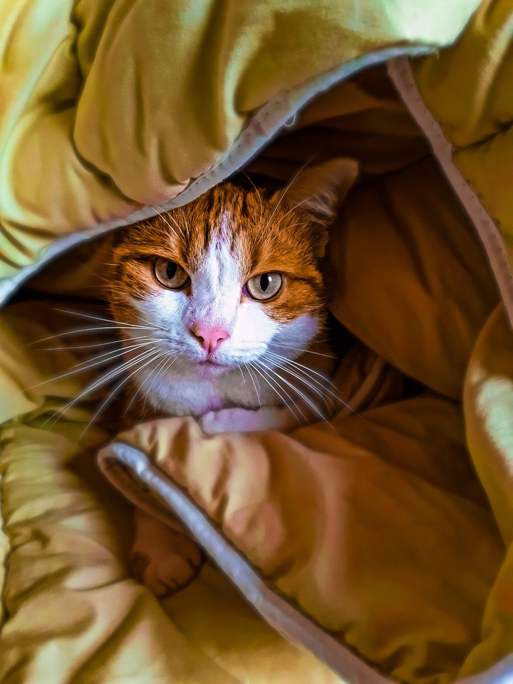 Petit chat ?