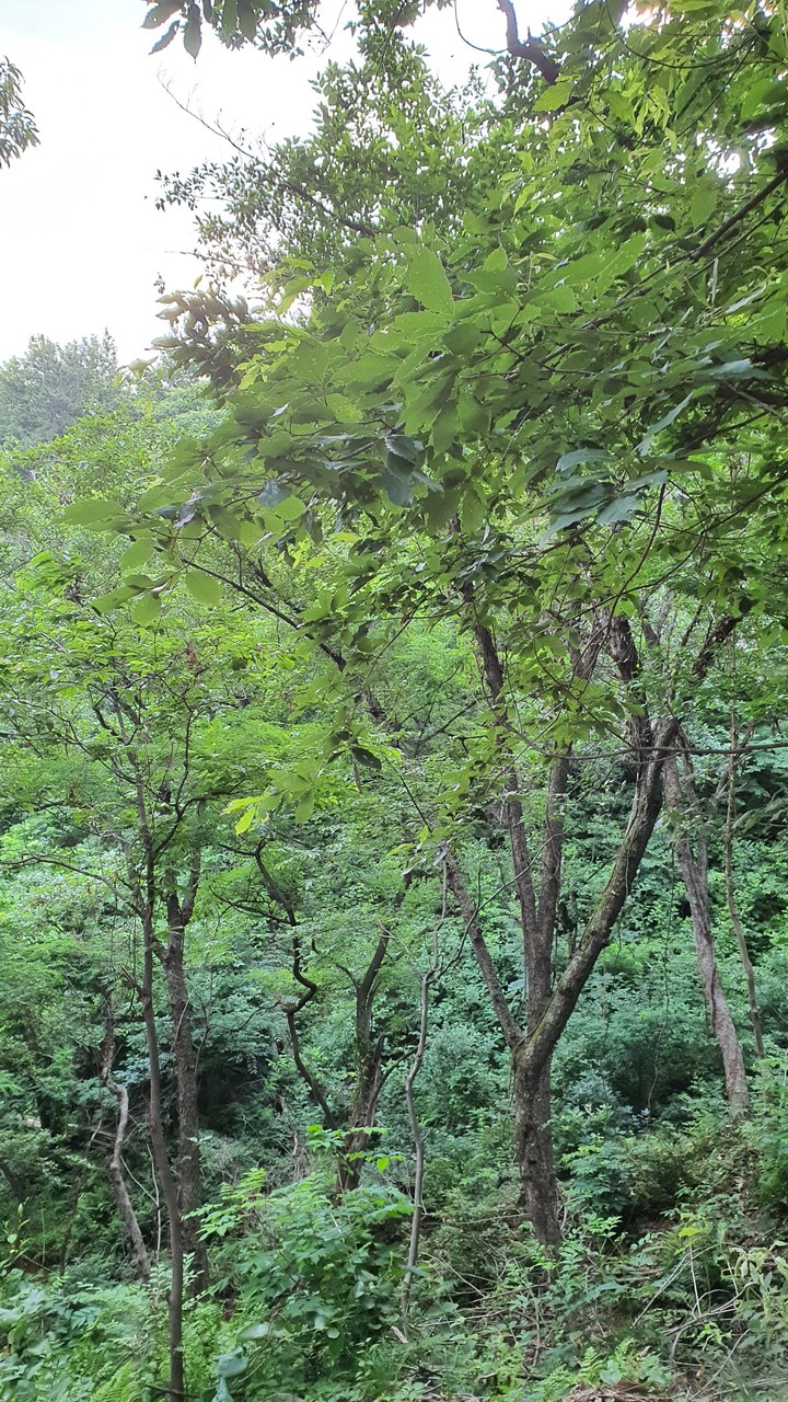 숲(forest)